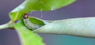 How to deal with caterpillars on an apple tree and how to treat trees, a review of funds and preparations