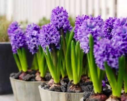 Description and characteristics of varieties and types of hyacinths, cultivation rules