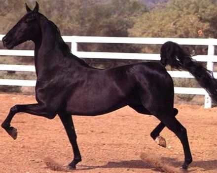 What does a horse amble and the best breeds mean, features of such horses