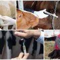 Scheme and schedule of cattle vaccination from birth, what vaccinations are given to animals