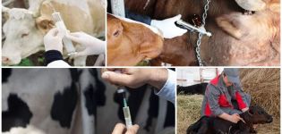 Scheme and schedule of cattle vaccination from birth, what vaccinations are given to animals