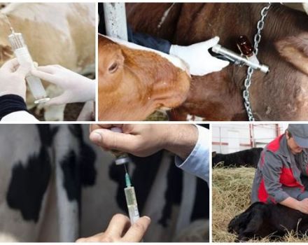 Scheme and schedule of cattle vaccination from birth, what vaccinations are given to animals