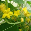 Why cucumbers bloom, but do not tie: what to do, how to spray and process