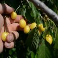 Descripción de las cerezas de la variedad Drogana Yellow, plantación, cuidado y polinización.