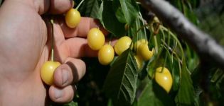 Descripción de las variedades de cerezas Drogana Yellow, plantación, cuidado y polinización.