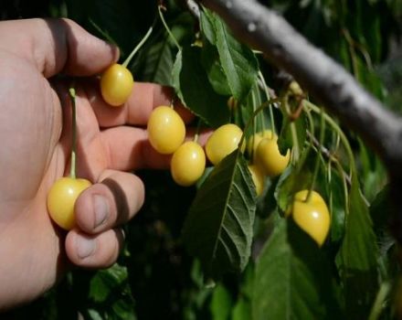 Kuvaus Drogana Yellow -lajikkeen kirsikoista, istutuksesta, hoidosta ja pölytyksestä