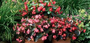 Description des variétés de bégonias à floraison constante, plantation et entretien en plein champ