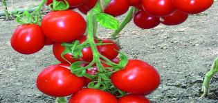 Description de la variété de tomate Richie et ses caractéristiques