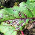 Description of beet pests and the fight against them with folk remedies