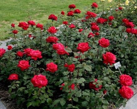 Descripción y reglas para el cultivo de rosas de la variedad Grand Amore.