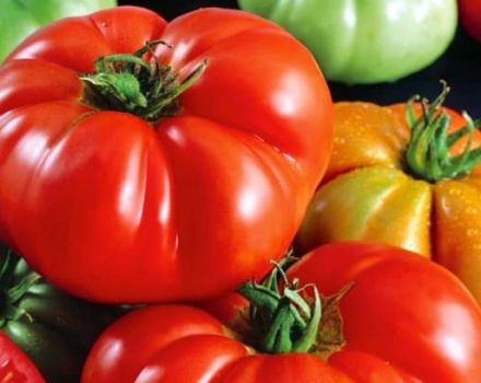 Description of the Red Buffalo tomato variety, cultivation features and yield