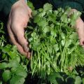 Description of the best varieties of coriander (cilantro), useful properties and cultivation