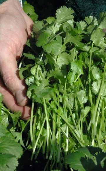 Opis najboljih sorti korijandera (cilantro), korisnih svojstava i uzgoja