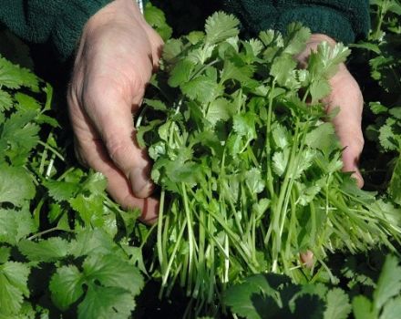 Beschrijving van de beste variëteiten van koriander (koriander), nuttige eigenschappen en teelt