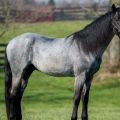 Roan horse breeds and how to keep them, history and color varieties