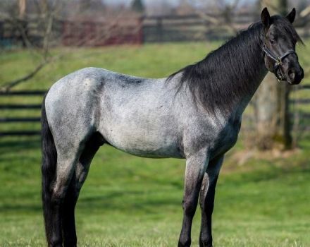 Roan horse breeds and how to keep them, history and color varieties