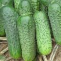 Description of the Parker f1 cucumber variety, features of cultivation and care