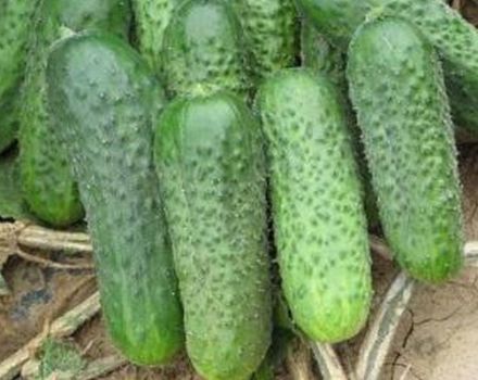 Description of the Parker f1 cucumber variety, features of cultivation and care