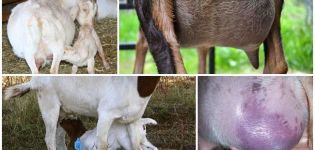 What to do with a small amount of milk in a goat after lambing and how to increase