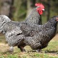 Description and characteristics of Mechelen cuckoo chickens, rules of keeping