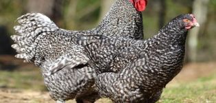 Description et caractéristiques des poulets coucous de Malines, règles d'élevage