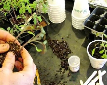 How to dive tomatoes correctly if the seedlings are elongated