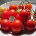 Characteristics and description of the tomato variety Schelkovsky early