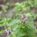 Descripción de la variedad de menta de campo, propiedades medicinales y contraindicaciones.