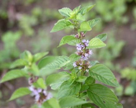 Descripción de la variedad de menta de campo, propiedades medicinales y contraindicaciones.