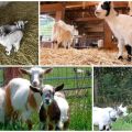 Description of dwarf mini-goats and rules for keeping a decorative breed