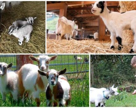 Description des mini-chèvres naines et règles pour garder une race décorative