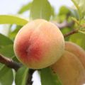 Description of the Kiev early peach variety, planting rules and care