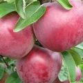 Beschrijving en kenmerken van de appelvariëteit Alesya, planten, groeien en verzorgen