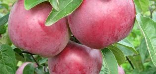 Description and characteristics of the apple variety Alesya, planting, growing and care