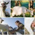 Combien de lait une chèvre donne-t-elle en moyenne par jour, par jour et par an