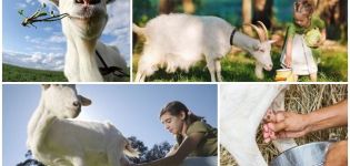 ¿Cuánta leche da una cabra en promedio por día, día y año?