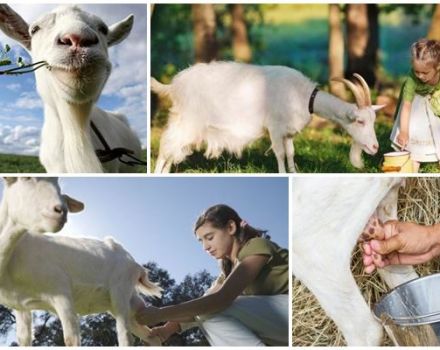 Berapa banyak susu yang diberikan oleh kambing setiap hari, hari dan tahun