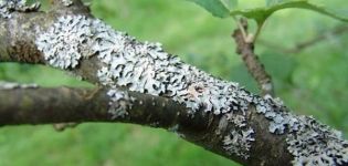 Why does mold appear on the trunk of an apple tree and how to deal with the disease, prevention