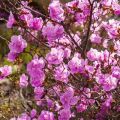 Description de la variété de rhododendron Ledebour, plantation et entretien, caractéristiques de culture