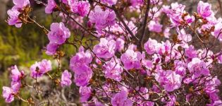 Paglalarawan ng iba't ibang Ledebour rhododendron, pagtatanim at pangangalaga, mga tampok ng paglilinang