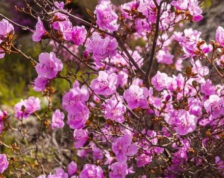 Descripción de la variedad de rododendro Ledebour, plantación y cuidado, características de cultivo.