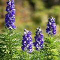 Planting and caring for aconite in the open field, cultivation and breeding methods