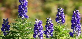 Plantación y cuidado del acónito en campo abierto, métodos de cultivo y reproducción.