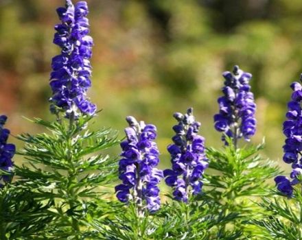 Planting and caring for aconite in the open field, cultivation and breeding methods