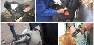 Umur terbaik untuk anak lembu dehorning dan 3 cara terbaik, kaedah yang sesuai