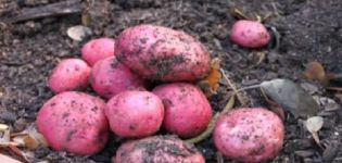 Description of the potato variety Hostess, features of cultivation and yield