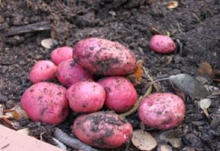 Beschrijving van het aardappelras Gastvrouw, kenmerken van teelt en opbrengst