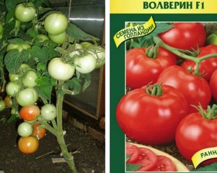 Description of the tomato variety Wolverin and its characteristics