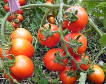 Caractéristiques et description de la variété de tomate Peter the First, son rendement