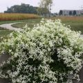 Description of clematis varieties Manchurian, cultivation agricultural technology